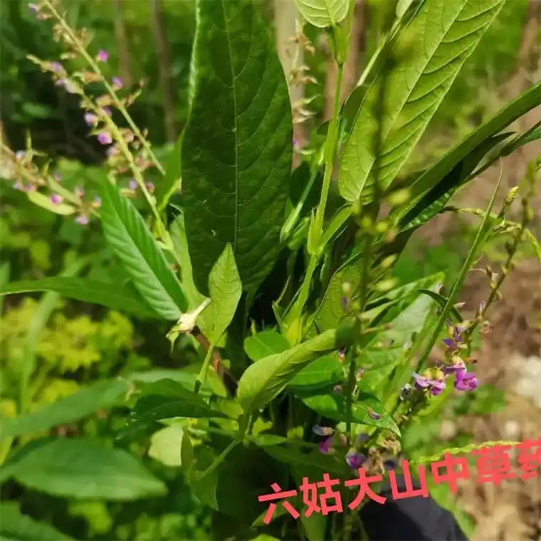 葫芦茶,超板茶,葫芦叶,田刀柄药用全草.#农村生活 #采药人 - 抖音
