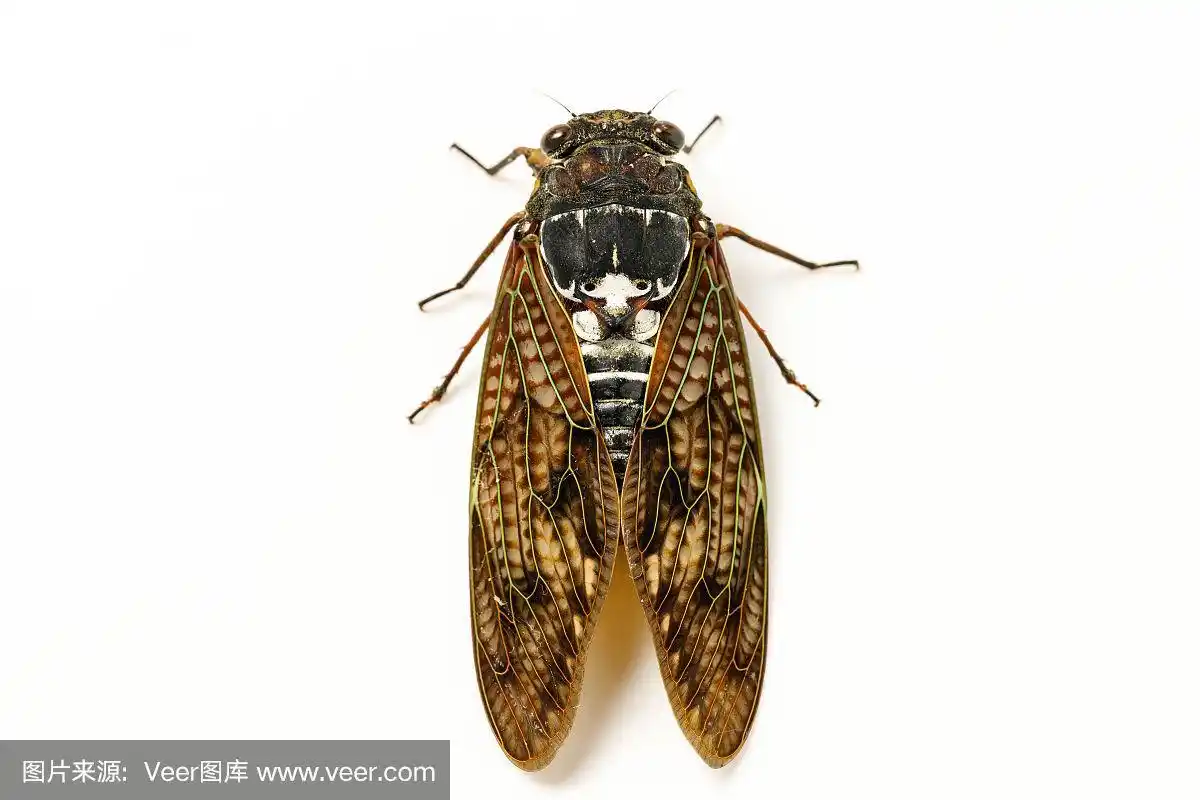棕色的大蝉