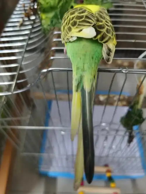 鹦鹉  #虎皮鹦鹉豆豆(黄色虎皮)这么大了还没有戴帽是营养不良痧?