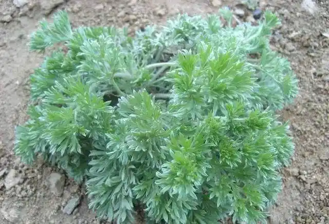 野生茵陈的作用野菜茵陈的功效与作用