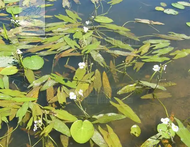 sagittaria natans 浮叶慈姑