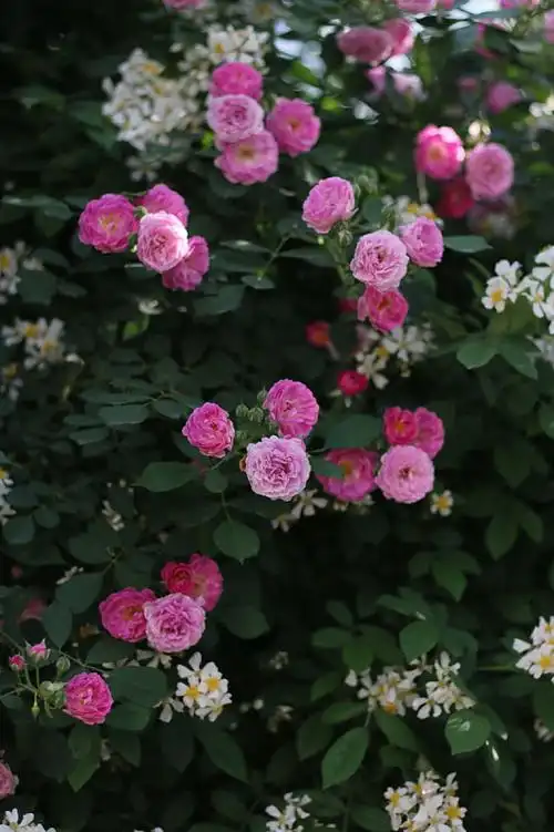 浪漫蔷薇花图片_浪漫蔷薇花高清图片_全景视觉