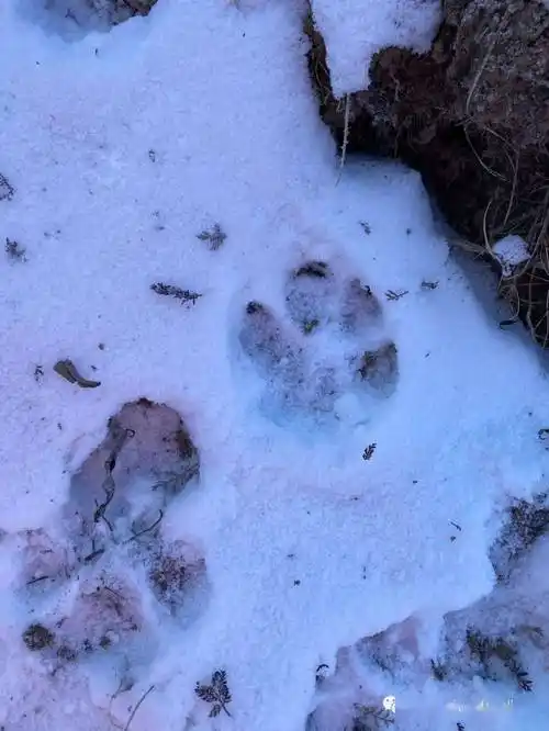 首次参与华北豹调查工作散记