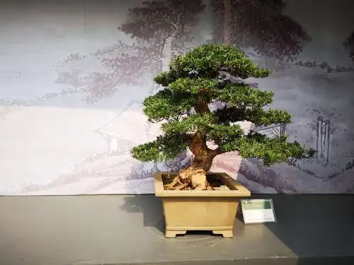 苏派盆景秀焦山