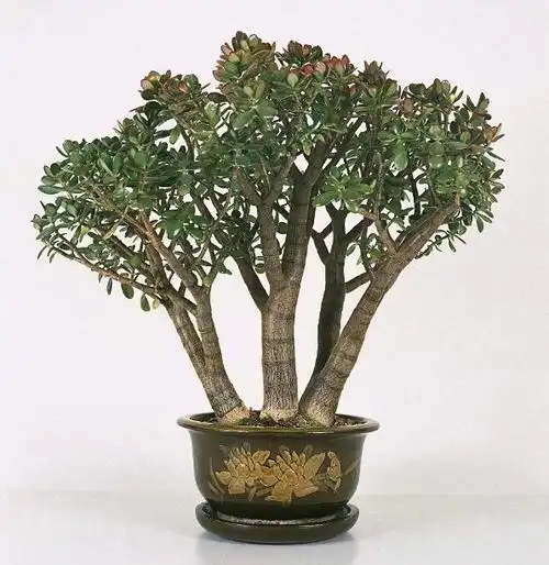 王大姐养玉树,重点做好这"3点",观赏价值翻倍,越养越耐看-防爆膜网