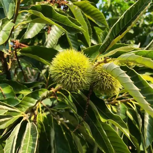 当年嫁接毛板红板栗树苗魁栗板栗树苗剪修管理