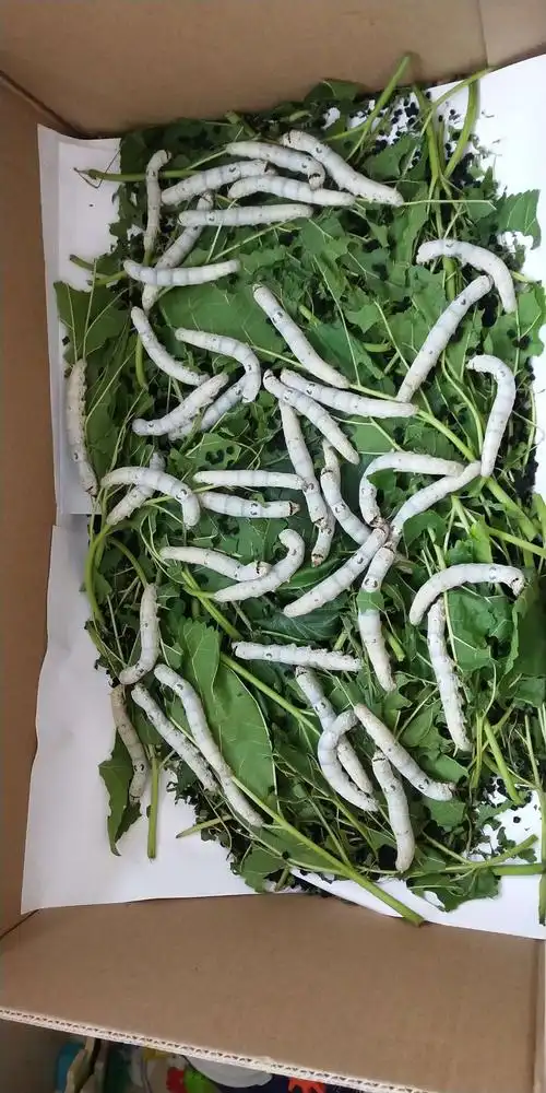 一日复一日,一月复一月,蚕宝宝慢慢地长大了,脱掉了一层又一层的皮