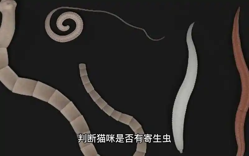 教你判断猫咪寄生虫
