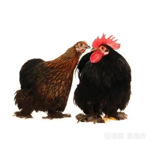 公鸡和母鸡
