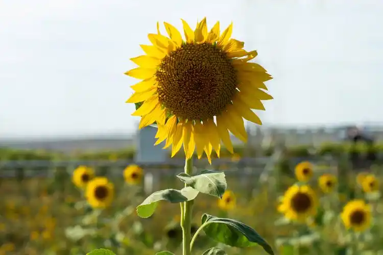 微笑向日葵(小清新静态壁纸) - 静态壁纸下载 - 元气壁纸