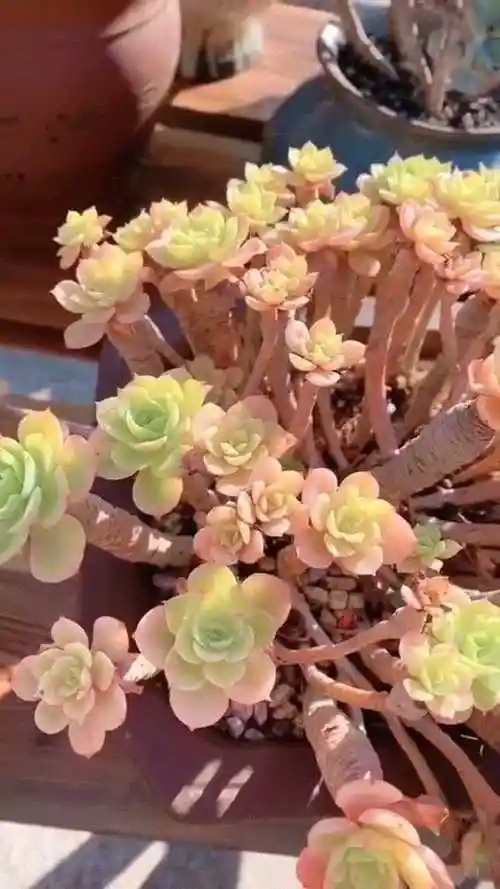 柠檬玫瑰多肉植物