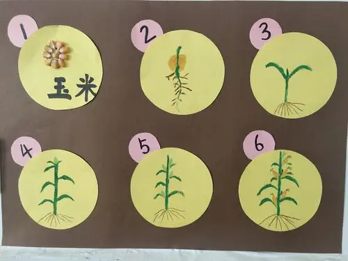 玉米的生长过程.