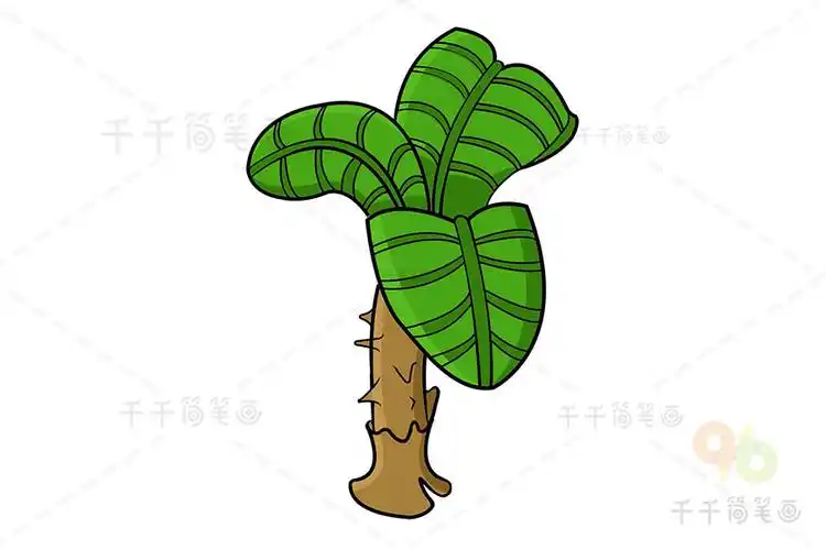 铁树简笔画