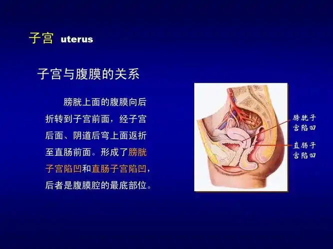形成了膀胱 子宫陷凹和直肠子宫陷凹, 后者是腹膜腔的最底部位.
