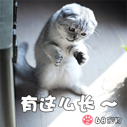68宠物app微信qq萌宠物表情:猫咪有这么长