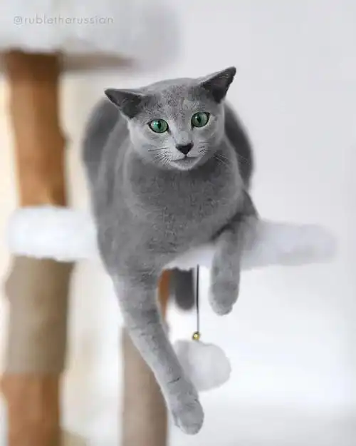 百科俄罗斯蓝猫战斗民族的绿眼精灵