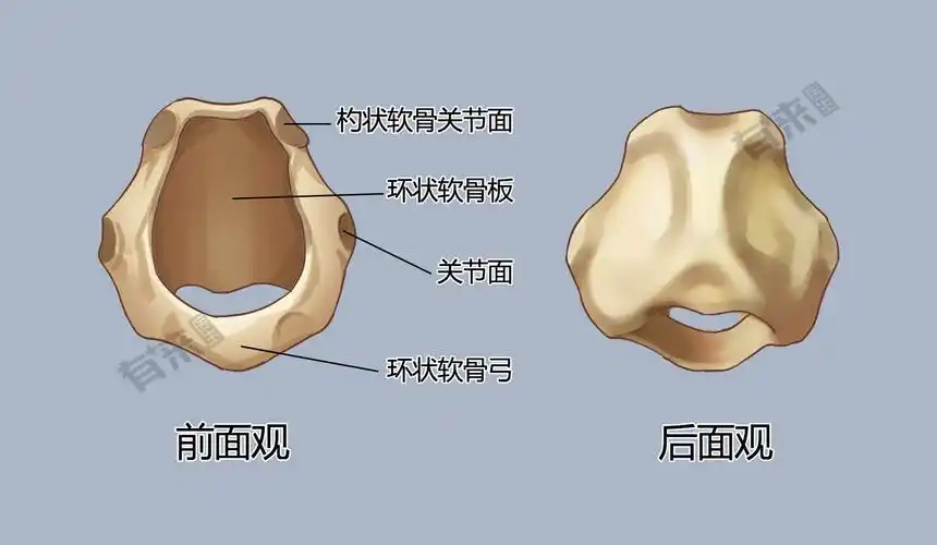 喉软骨_有来医生