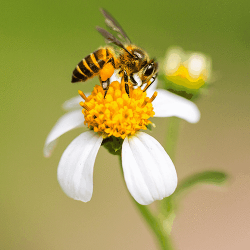 2020年第六届上海国际手博会主题海报小蜜蜂元素征集