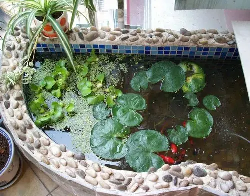 自家阳台小鱼池睡莲水葫芦锦鲫