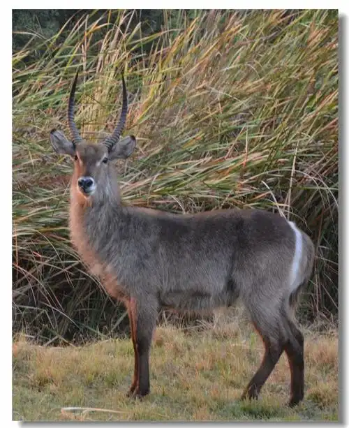 长颈鹿网纹长颈鹿水牛猎豹花豹狮子把各种动物的名称正确地表达出来