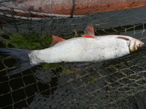 我钓这是什么鱼?