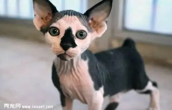 新品种无毛猫:斯芬克斯短尾猫和巴比诺短尾猫(图)(2)_宠物新闻_宠物