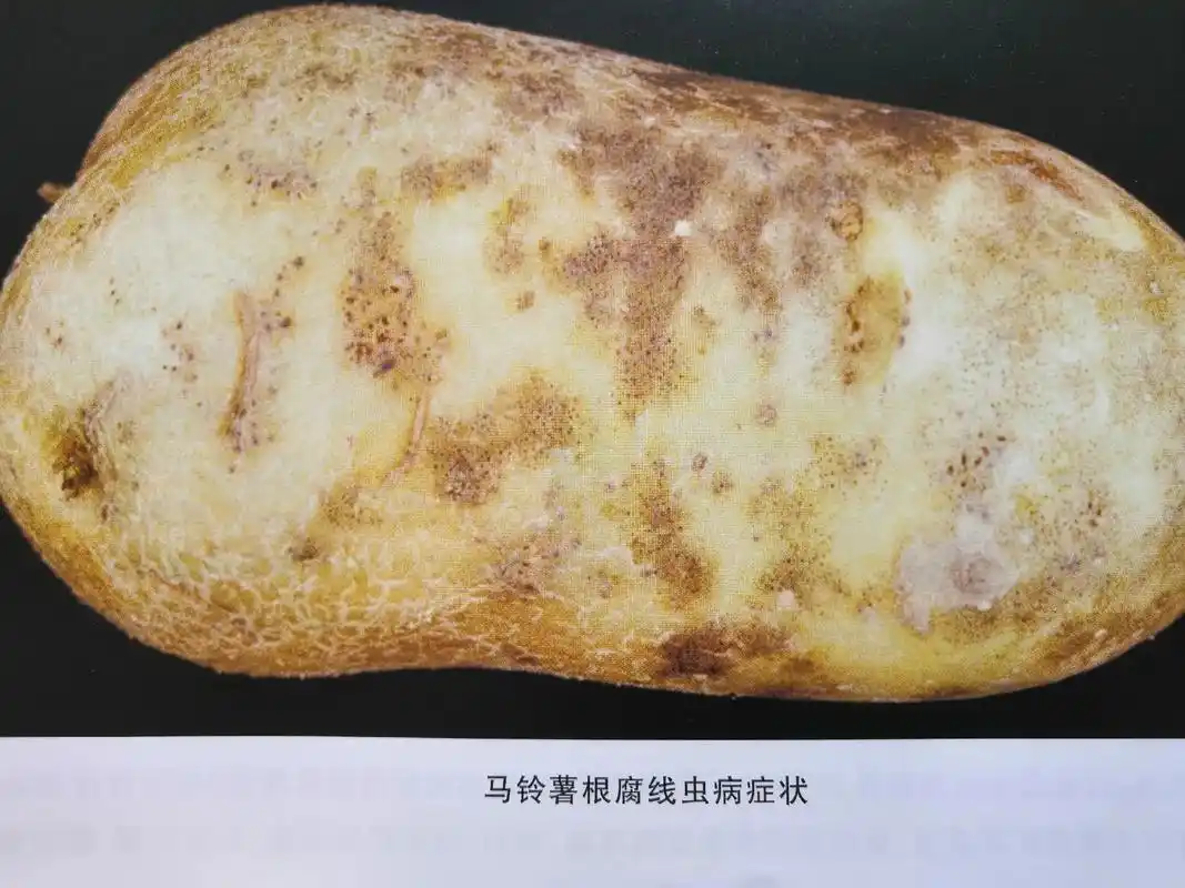 马铃薯病虫害防治-根腐线虫病#农业种植 #农业种植技术 #农 - 抖音