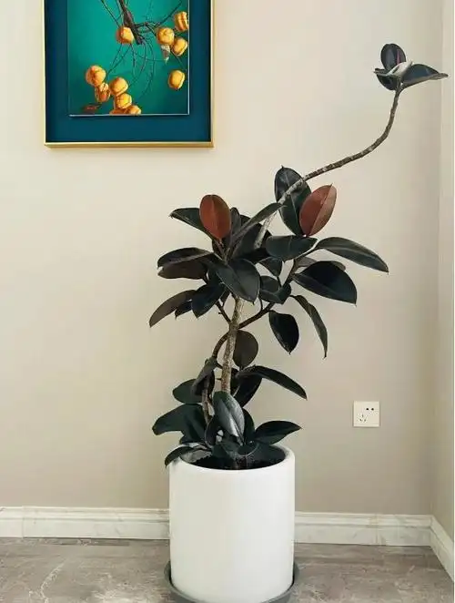 黑金刚橡皮树适合家里养吗?