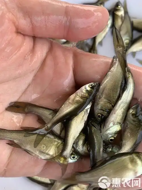 花鲢鱼苗 大头鱼苗 胖大头鱼苗 鳙鱼苗 渔场直供苗