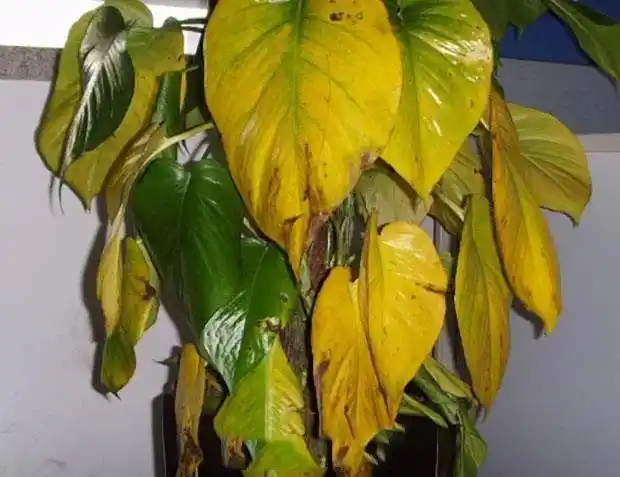 绿萝叶子发黄别慌别怕你也许是这些地方没做好