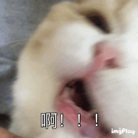 (猫咪痛苦的表情 gif)