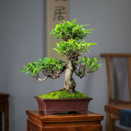 小叶榕树盆景老桩造型办公办公室室内客厅大型绿植