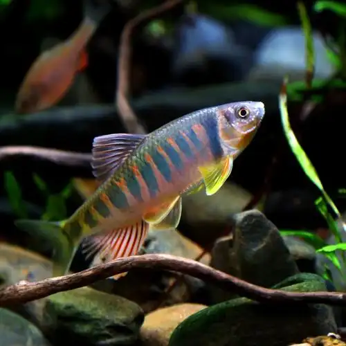 稀有原生冷水淡水观赏鱼宽长鳍鱲溪流马口活鱼好耐活混养鳑鲏锦鲤