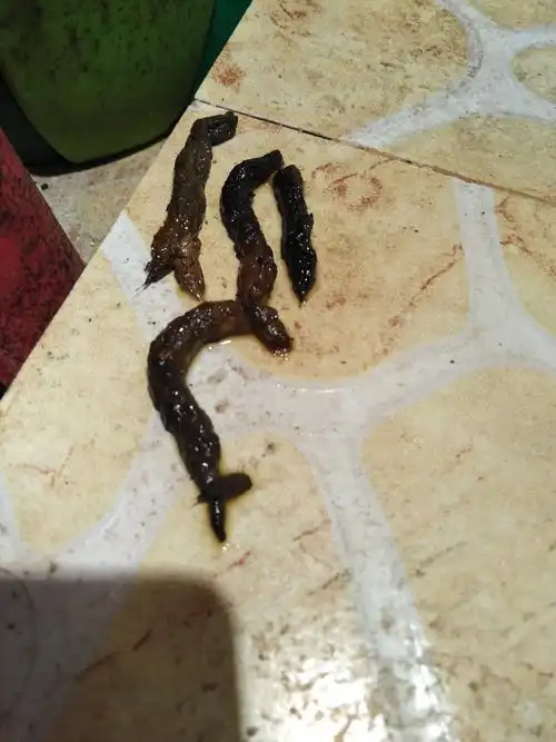 请各路大神帮我解惑,今早在店里卫生间发现的,这是不是蛇的粪便?