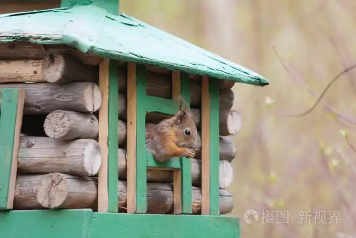松鼠在一个木制的小屋