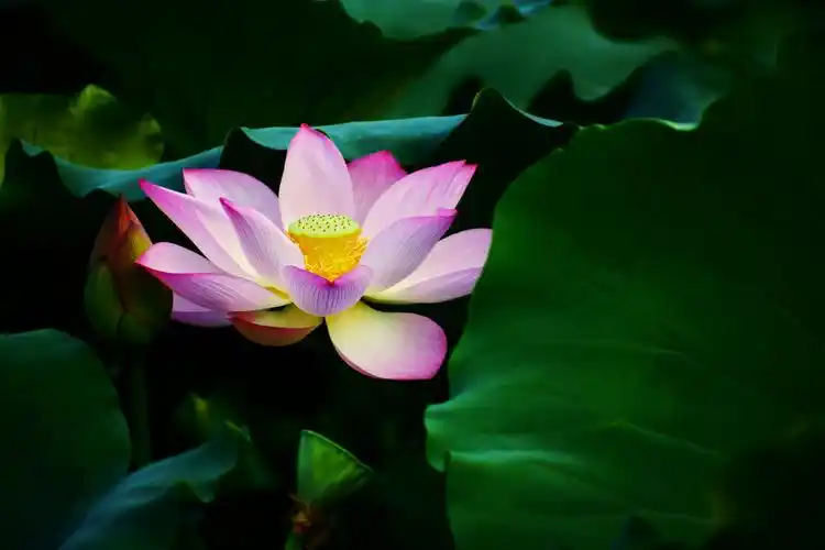 荷花图片花卉鲜花花朵莲花荷花