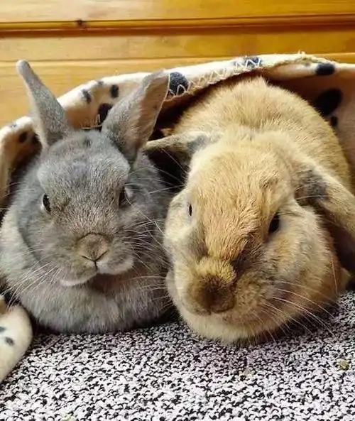 10只ins上的可爱兔子