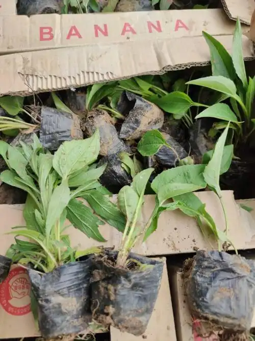 松果菊价格 松果菊基地直销松果菊小苗 大量宿根小苗松果菊批发