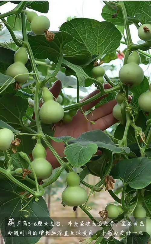 农之子手捻葫芦苗文玩小葫芦种子特小手捻葫芦苗10棵