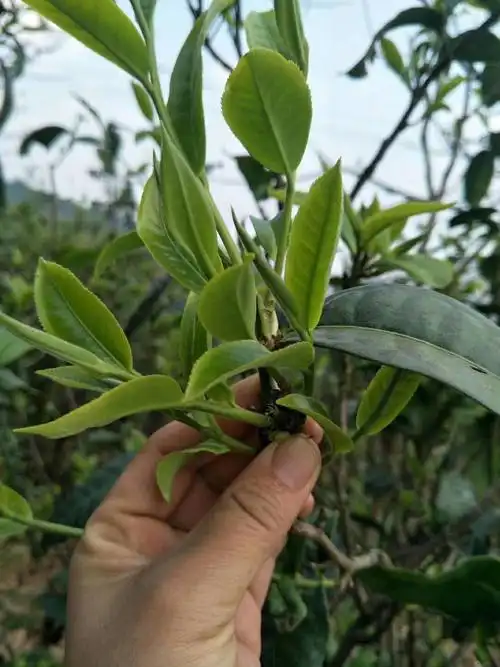 "九隆贡"云南凤庆野生古树茶——保山余聚商贸有限公司出品