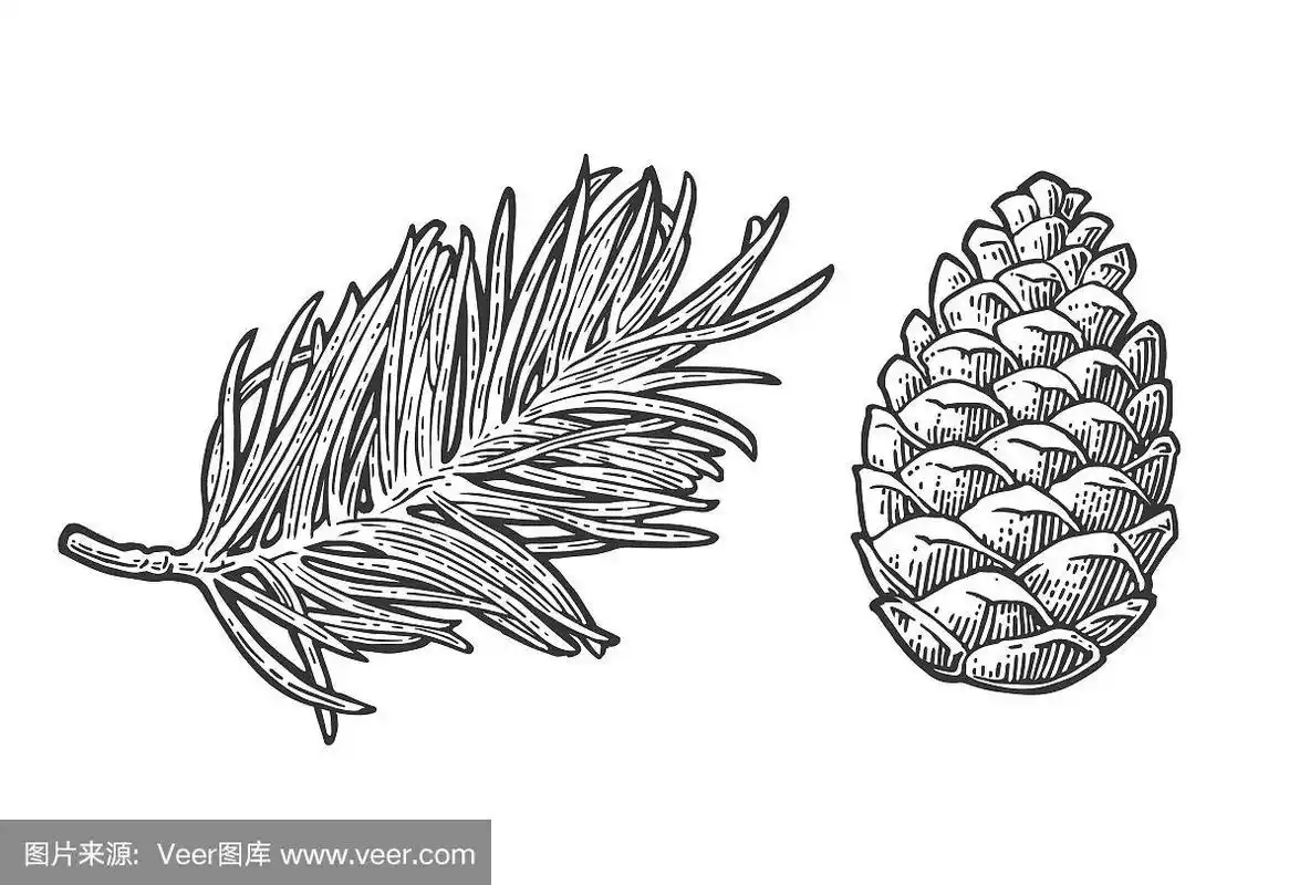 松果,绘画插图,雕刻图像,枝,矢量