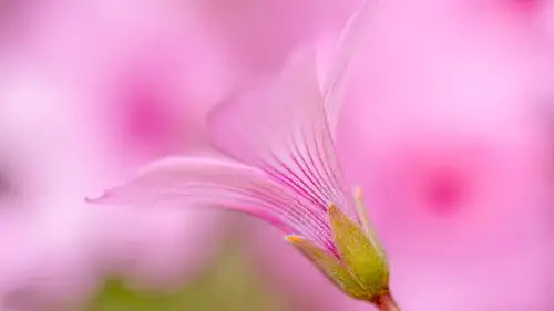 阳光温暖,岁月静好 摄影上海色彩花卉植物春天小清新