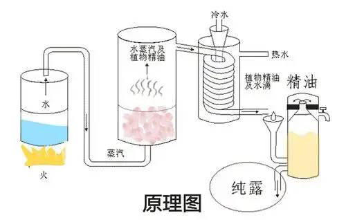 说一说玫瑰精油和纯露的提炼过程