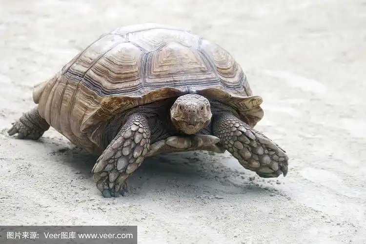 大象龟在沙地上爬行