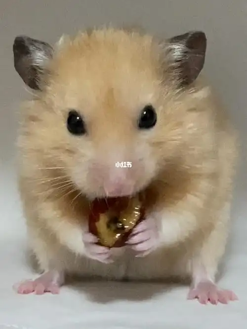 小老鼠的吃播现场