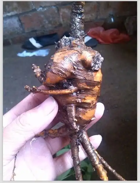 刚从东北山上挖到的人参求懂得人鉴定一下是不是山参.或者求种类