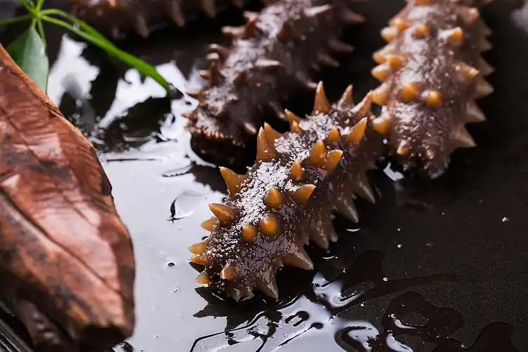 新鲜出炉 渤海海参 超大个