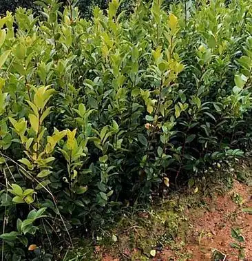 长林系列油茶苗一年两年裸根苗容器苗