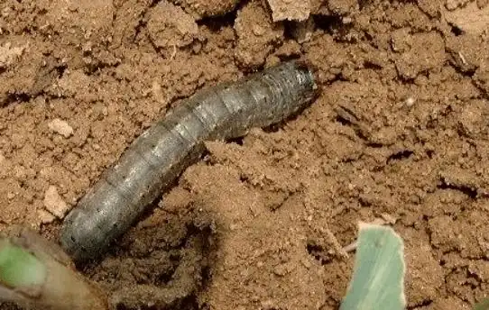 小地老虎危害严重,找准方法轻松防治!_幼虫_幼苗_进行