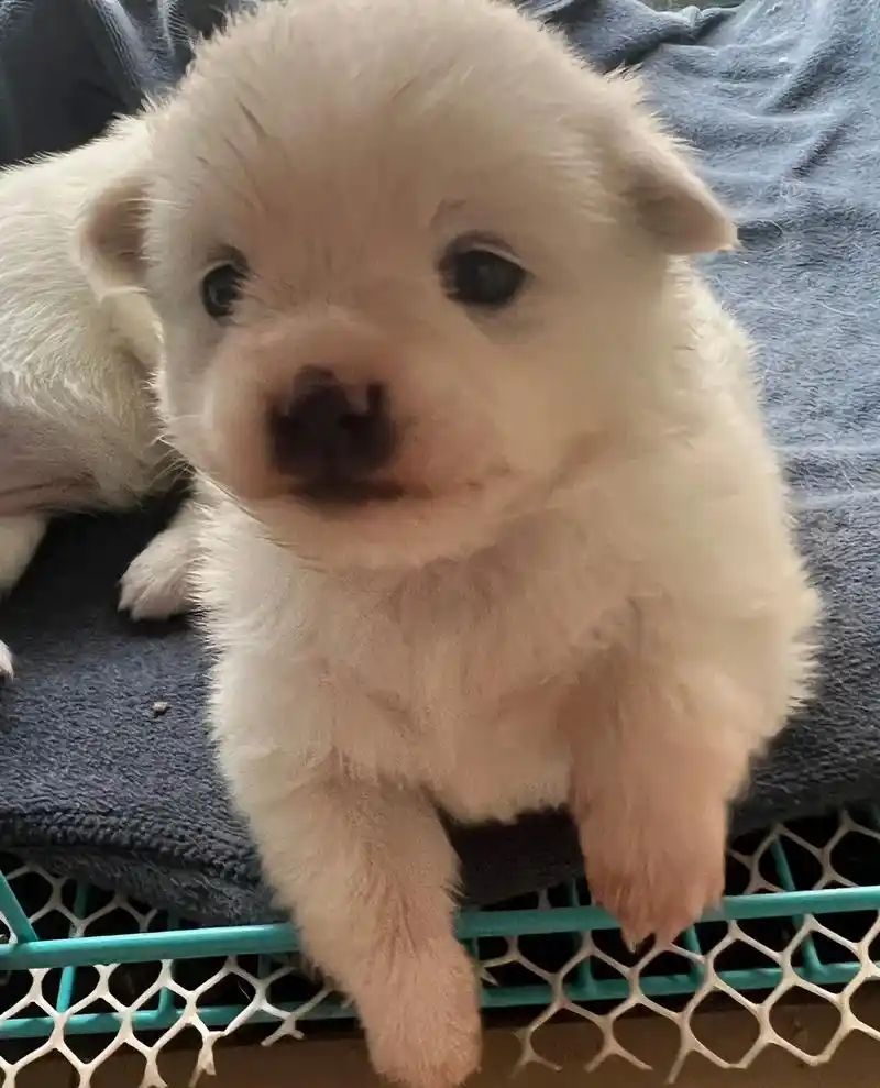 这样萌萌的小毛孩可爱的不像话了 #狗狗一直摇尾巴应该代表它 - 兑趑